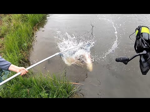 Видео: ТАКОГО ДРАКОНА ЕЩЕ НЕБЫЛО! ловля толстолоба на технопланктон  снасть на толстолоба рыбалка толстолоб