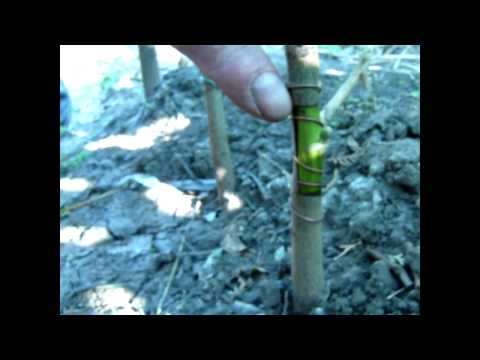 Видео: Прививка ореха с Жадан В.М. 21-й день (walnut grafting, 21 day results)