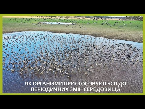 Видео: Як організми пристосовуються до періодичних змін