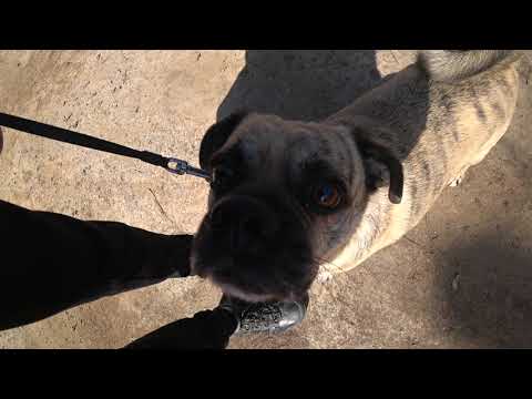 Видео: Гуляем с Кузяном 11.04.2025