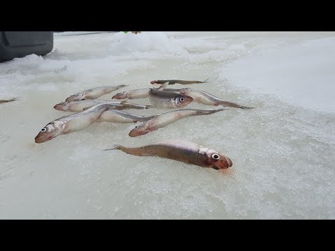 Видео: 24.01.24. Корюшка. 21км.