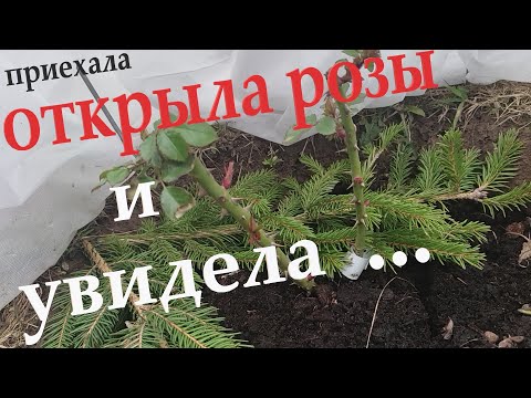 Видео: КАК перезимовали розы. Апрель 2024.🤔 И как потрудились мыши 🙀.
