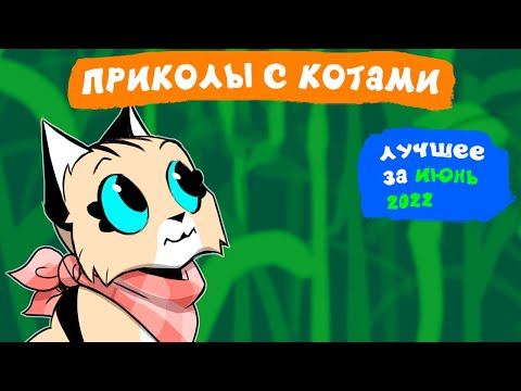 Видео: Приколы с котами. ЛУЧШЕЕ ЗА ИЮНЬ 2022 | Мемозг