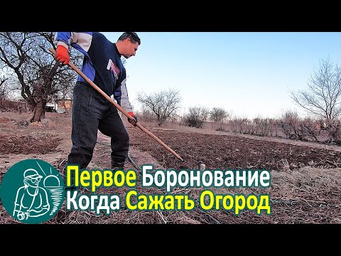 Видео: Боронование почвы 🌽 Когда сажать: рассаду, капусту, морковь, лук 🥦🥕🧅 Опыт выращивания Гордеевых