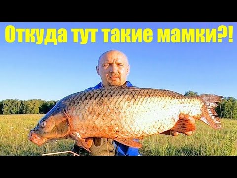 Видео: Сазаны на каждом забросе ЁКЛМН! Кастинговая сеть рыбалка  с берега в микроречке ! Накрывашка в деле!