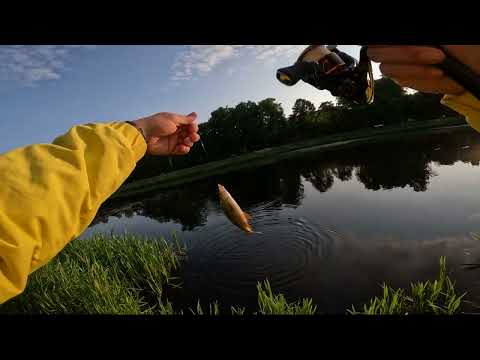 Видео: ПЛОТВА VS ПОПЛАПОПЕР😏 #спиннинг