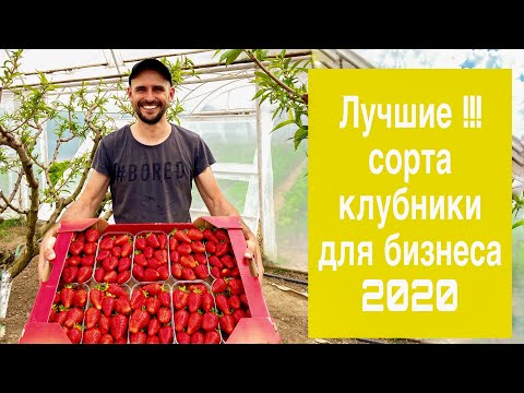 Видео: Лучшие сорта клубники для бизнеса 2020