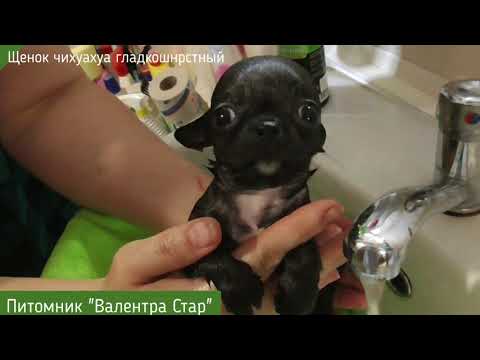 Видео: Крошка чихуахуа.Как безопасно помыть МИНИ щенка?