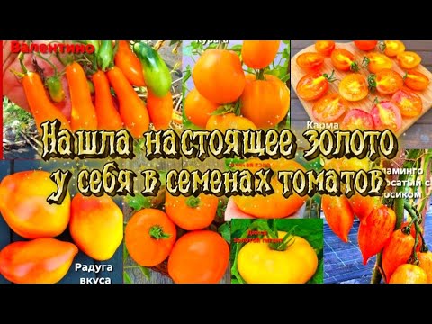 Видео: Томаты на сезон 2026.Порылась в семенах томатов и нашла клад.