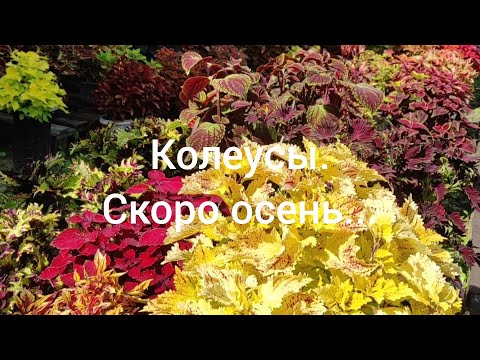 Видео: Колеусы. Скоро осень, готовимся к зиме, укореняем черенки.
