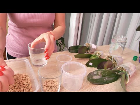 Видео: Создаю орхидеям условия. Р-р 2в1 чтоб росли и пышно цвели. Орхидеи очнутся быстро.