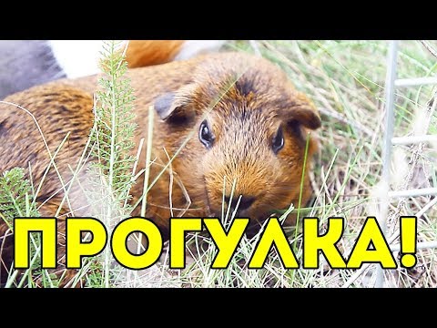 Видео: Морские Свинки НА ПРОГУЛКЕ / Как Гулять с Морскими Свинками