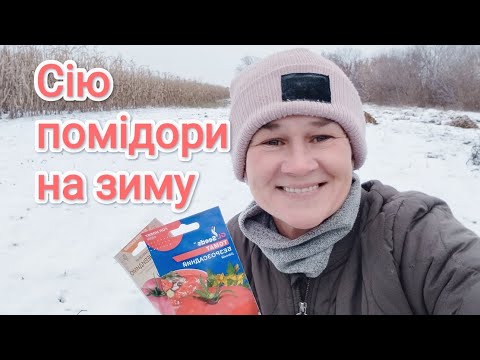 Видео: Для чого сіяти ПОМІДОРИ на ЗИМУ❓ПЛЮСИ і МІНУСИ  цього посіву☝️ МУЛЬЧУВАННЯ  мішковиною😏