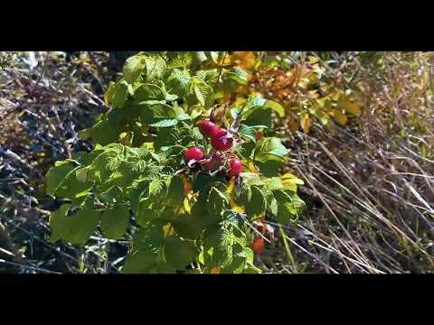 Видео: Осенние миниатюры'2025