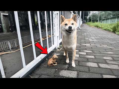Видео: На прогулке с собакой я нашёл промокшего котёнка. Дома мой пёс сразу стал его защитником.