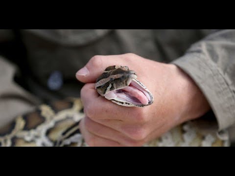 Видео: 🙌 Heдрoчaбpь