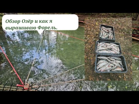 Видео: Как я выращиваю Форель в Германии. Обзор моих Прудов. #форель #озеро #рыба #рыбы