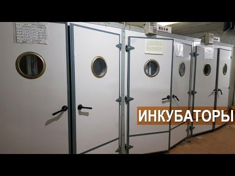 Видео: Фермерские инкубаторы Стимул-Инк в хозяйстве Демидовские гуси