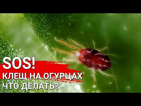 Видео: SOS! Клещ на огурцах - что делать?
