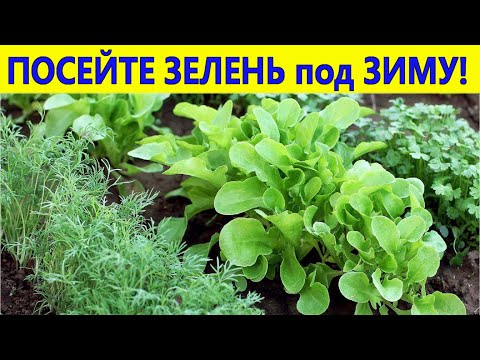 Видео: У вас есть семена зелени? Посейте под зиму семена, получите ранний урожай.