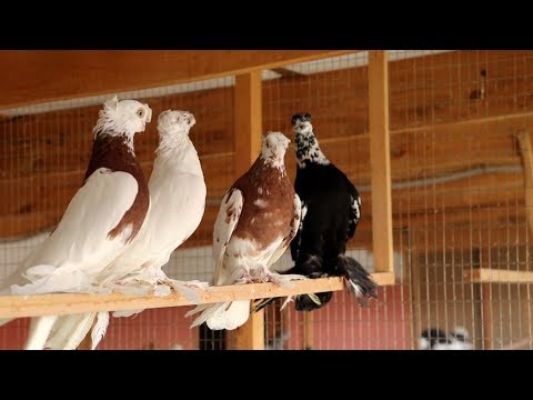 Видео: Исторические голуби в Намангане