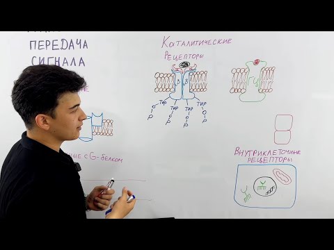 Видео: Биохимия | Биологические мембраны