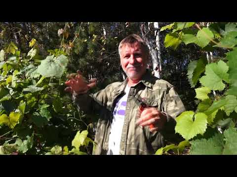Видео: Зеленый сад фильм № 347 "Виноград. Гряды. Подкормка. Пионы" 18.09.21г. Хабаровск (zeleniisad.ru)