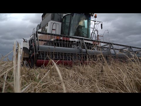 Видео: Непогода не даёт завершить уборочную, в Хакасии подсчитывают ущерб