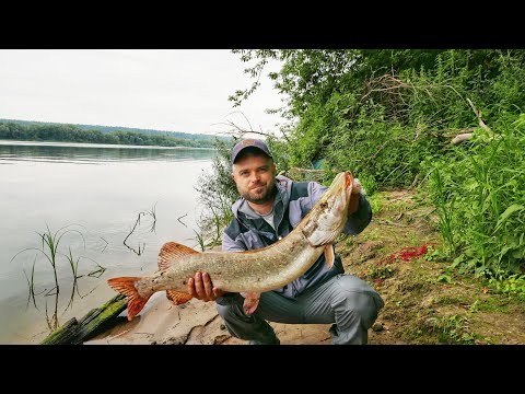 Видео: Рыбалка на ОКЕ с берега. Ловля ЩУКИ и СУДАКА на спиннинг. Джиг ловля на ПОРОЛОН и СИЛИКОН.