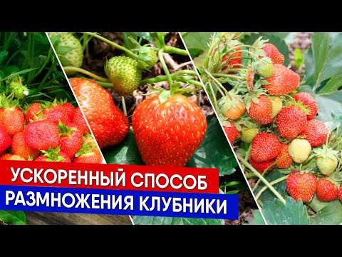 Видео: Ускоренный способ размножения клубники