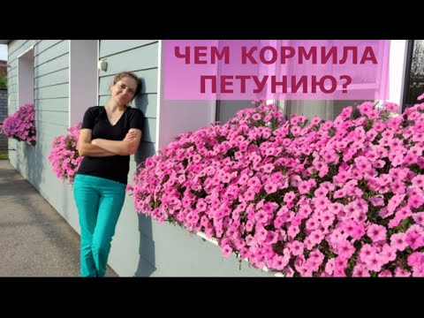 Видео: ЧЕМ КОРМИЛА ПЕТУНИЮ В ЭТОМ СЕЗОНЕ?