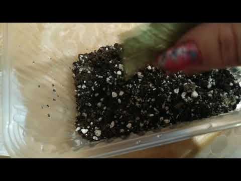 Видео: споры папоротников.