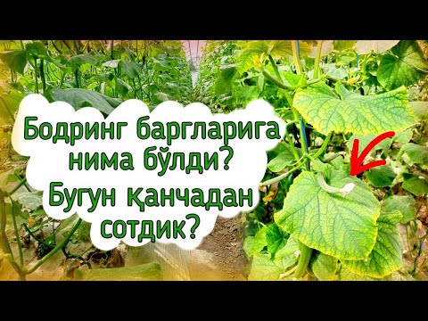 Видео: Бодринг баргларига нима бўлди?Бугун қанчадан сотдик?