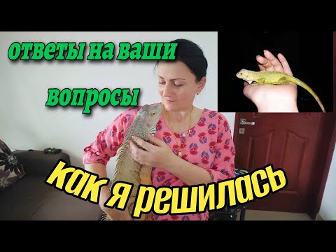 Видео: ДРАКОН ДОМА игуана домашний питомец #индия #изиндиислюбовью #керала #наташаиндия