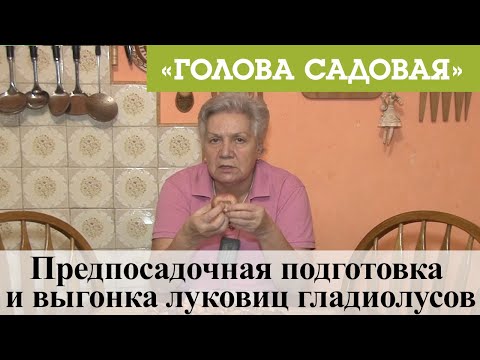 Видео: Голова садовая - Предпосадочная подготовка и выгонка луковиц гладиолусов