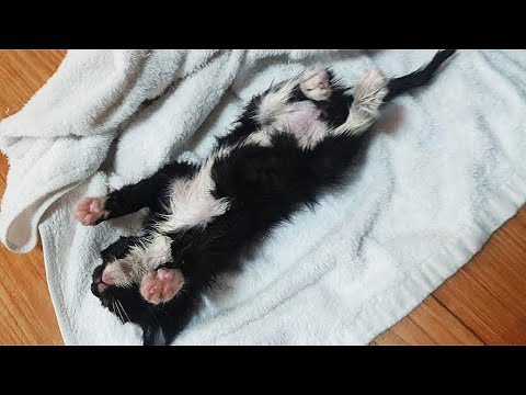 Видео: Парень нашёл заледеневшего котёнка, но то, что произошло дальше – ШОКИРОВАЛО…