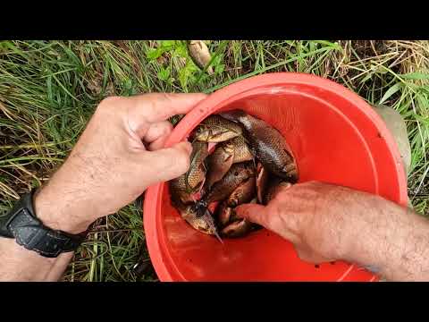 Видео: Можно ли есть сыктывкарский бородинский хлеб #8