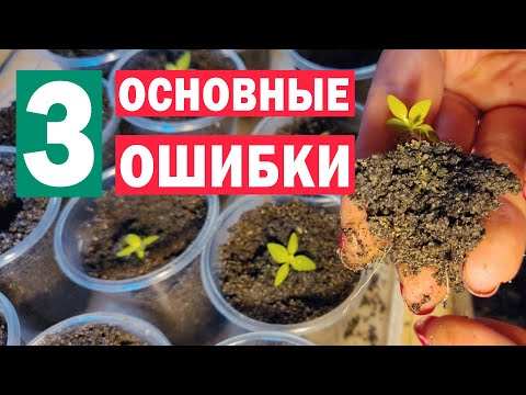 Видео: 🌸ЭУСТОМА!!! Не допустите ошибки при выращивании рассады эустомы! 🌸