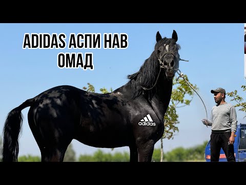 Видео: Адидас аспи нав омад 🇹🇯18 апреля 2024 г.