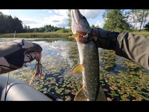 Видео: Рыбалка на СПИННИНГ с лодки! Проверил ещё одну платину, но результат гораздо хуже!