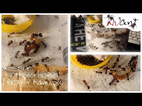 Видео: Messor clivorum. Открыл новый вход в камеры!