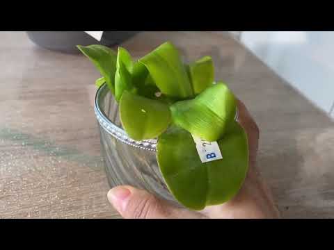Видео: #Пересадка Violacea# 🌱результат через неделю👩🏻‍🏫