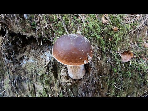 Видео: Продовжуємо наші походи по Білі Грибочки і не тільки