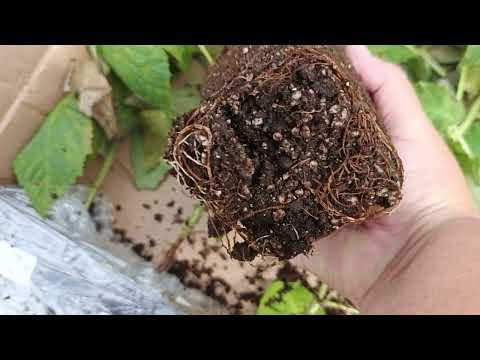 Видео: 24 июля. Получила саженцы малины от Ягодный берег. Распаковка посылки.