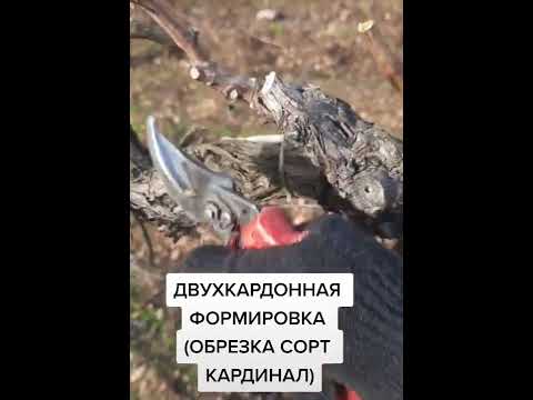 Видео: ДВУХКАРДОННАЯ ОБРЕЗКА СОРТ КАРДИНАЛ