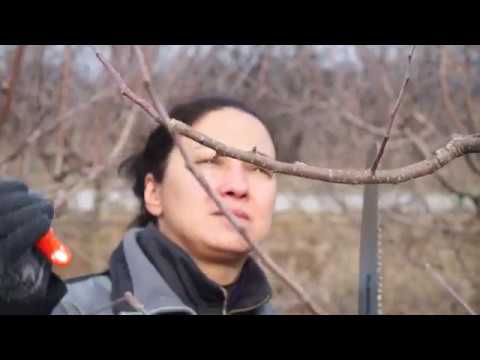 Видео: Месец февруари е най-подходящ за резитба