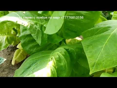 Видео: Светлолистные сорта