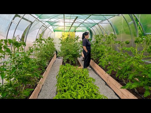 Видео: Вечер на село. Разходка из градината. Доматите раждат като луди!