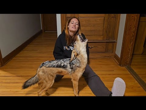 Видео: Животные реагируют на мое возвращение домой!!