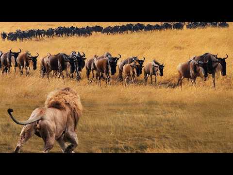 Видео: 100 Сумасшедших Битв Животных Снятые на Камеру!